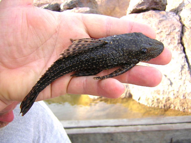Dekeyseria scaphirhyncha Female